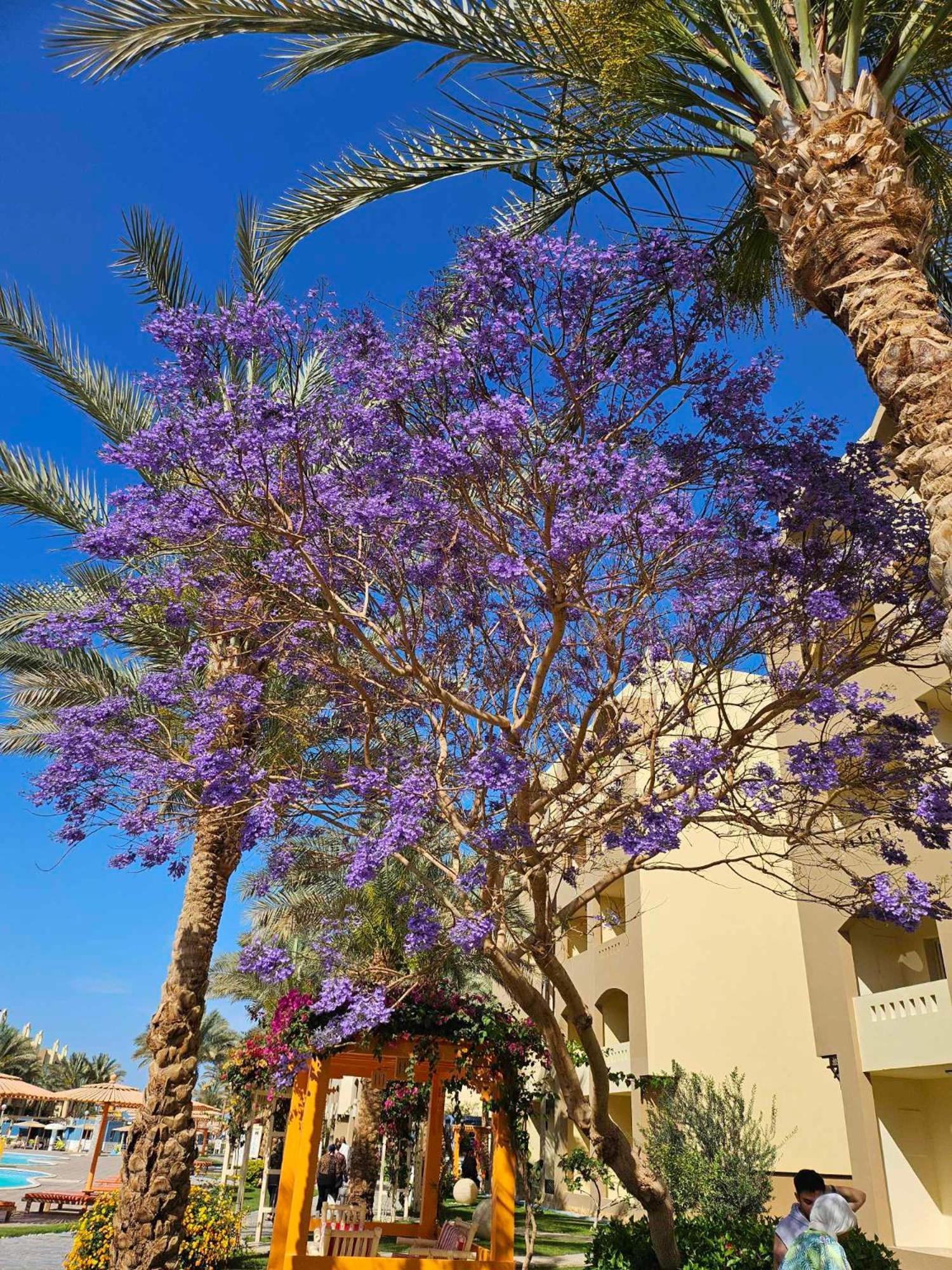 Comfortable Studio In Hotel Karma With Private Beach And Pools Family Only Or Female Хургада Экстерьер фото